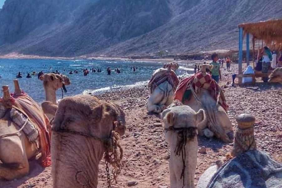 Three Pools Snorkeling & Camel Ride with Lunch Dahab