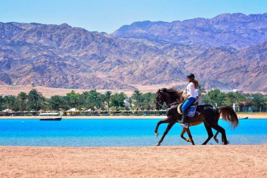 Desert Horse Safari at Lagoon Beach Dahab