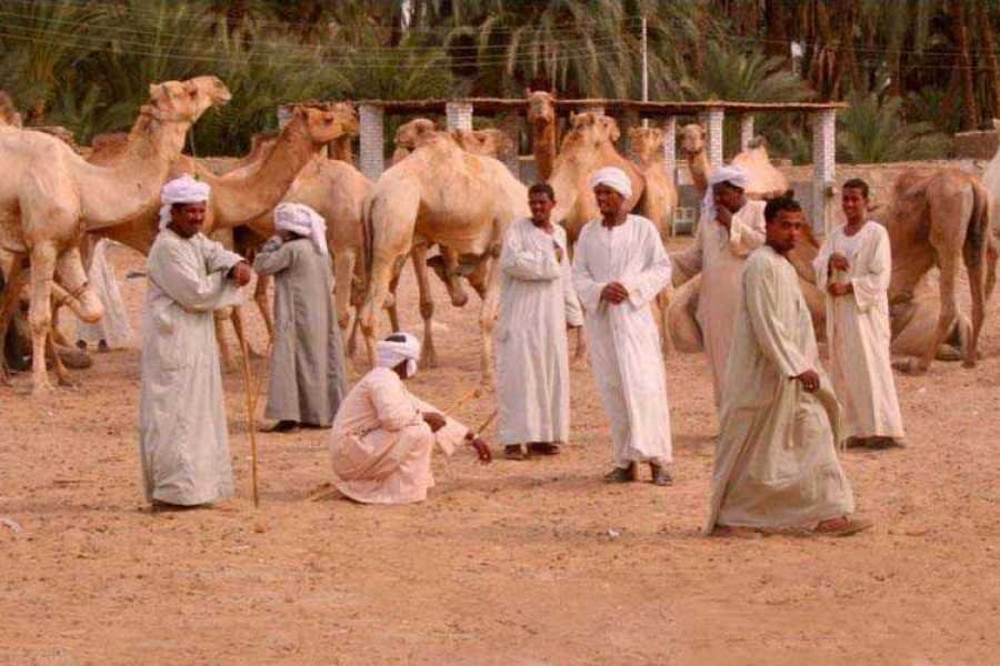Daraw Camel Market Half Day Tour from Aswan
