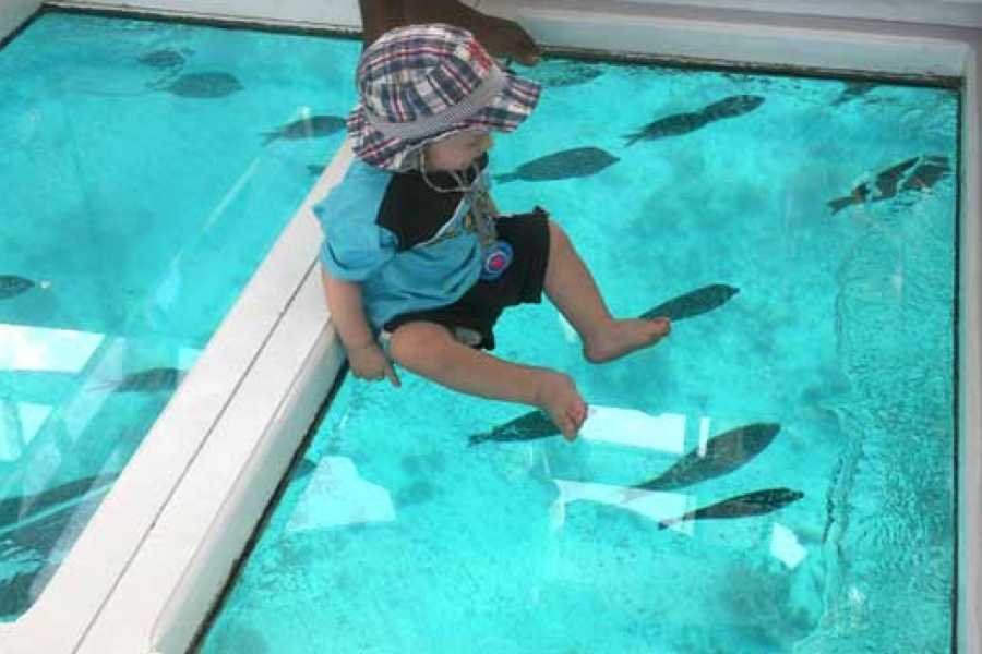 Glass Bottom Boat Tour in Sharm El Sheikh